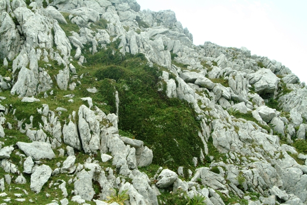 pianta sconosciuta - cfr. Rhamnus pumila